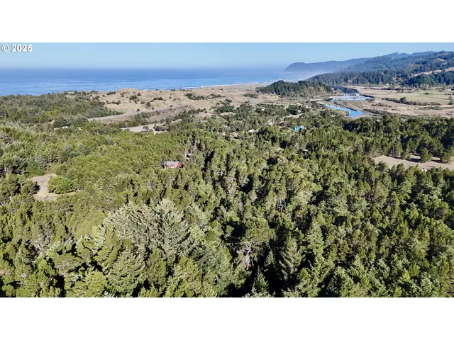a black and white photo of a forest
