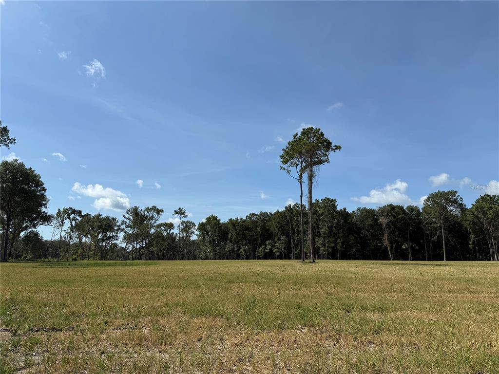 8 Northwest 193rd Street Reddick, FL 32686 - Photo 8 of 10 a view of a big yard with a large tree
