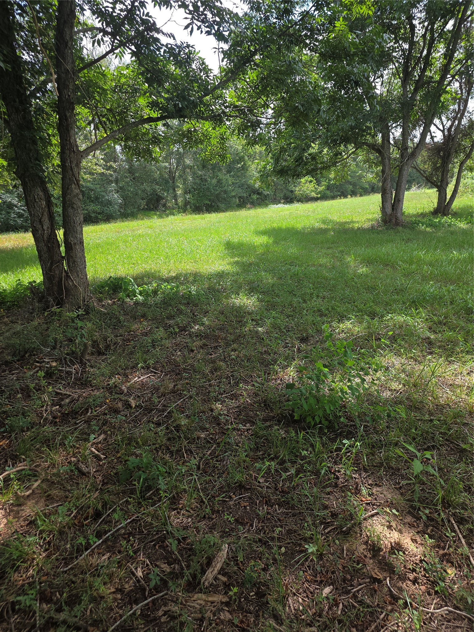 16834 Wrangler Road Rosharon, TX 77583 - Photo 5 of 7 Serene far left rear view reveals a lush, sun-dappled lawn framed by mature trees, offering a perfect blend of nature and tranquility.