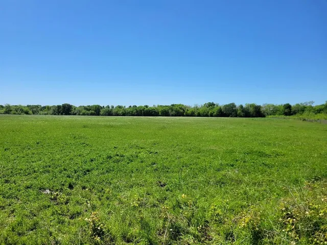 a view of a green field with plants in background