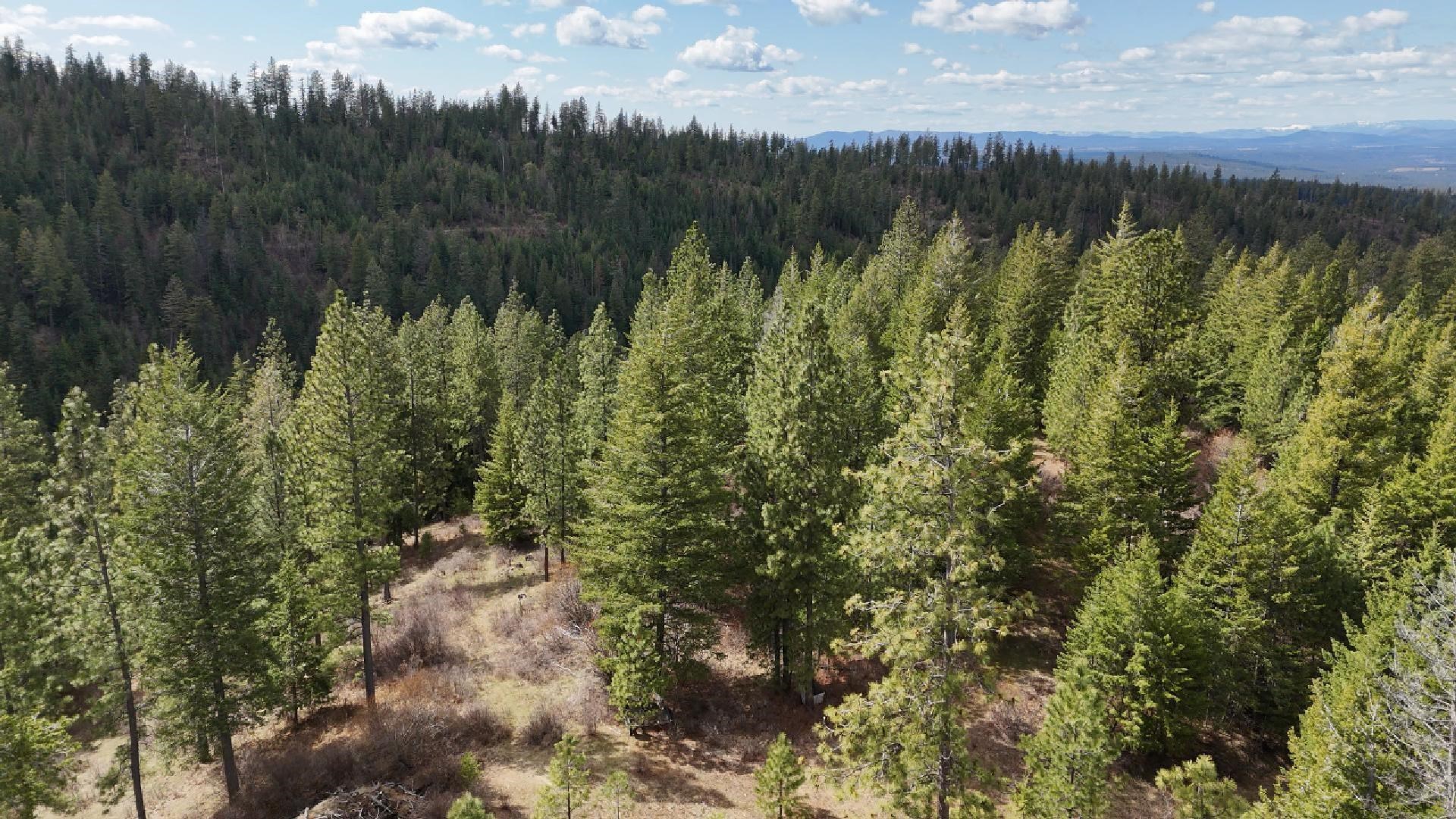 31-xxx North Jackson Road Chattaroy, WA 99003 - Photo 2 of 32