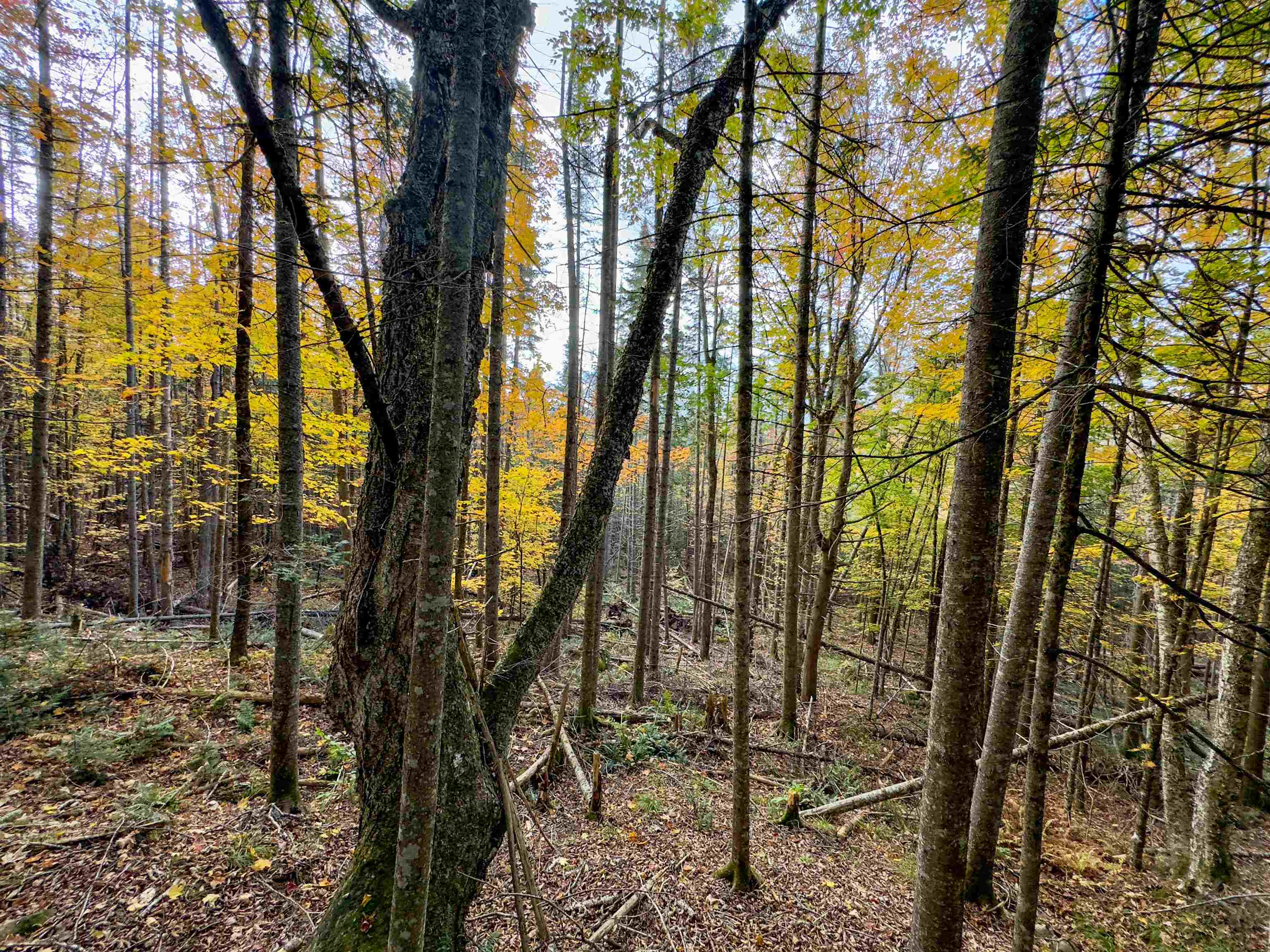 0 West Main Street Lunenburg, VT 05906 - Photo 10 of 15
