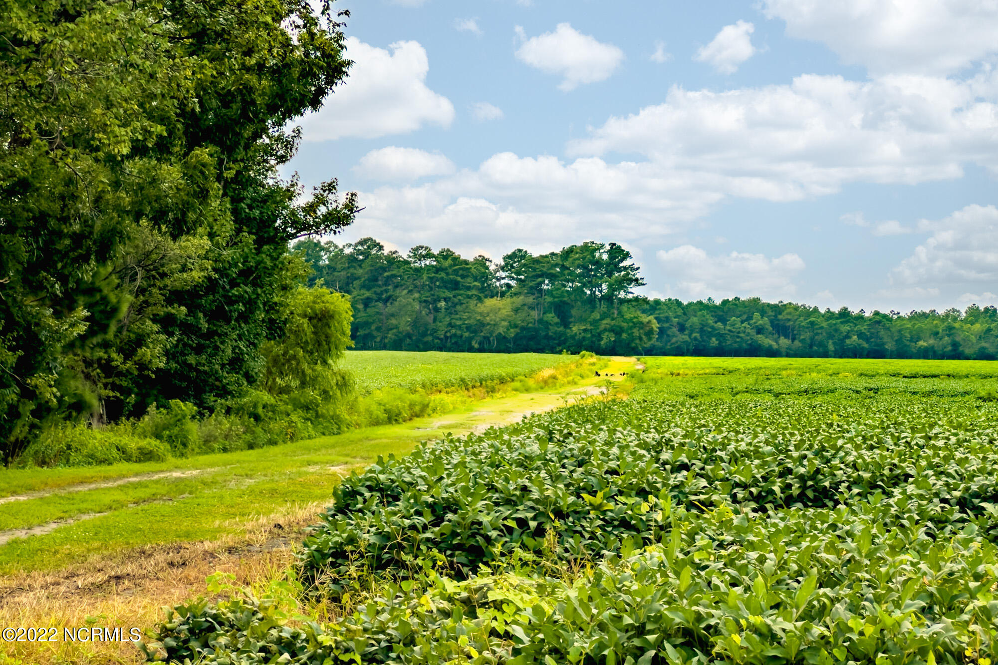 N/a Parkertown Road Hubert, NC 28539 - Photo 2 of 12 N/A Parkertown Road, Hubert, NC 28539