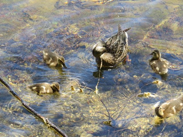 63 Salisbury Cove Road Otis, ME 04605 - Photo 33 of 34 Plenty of wildlife~they come with...