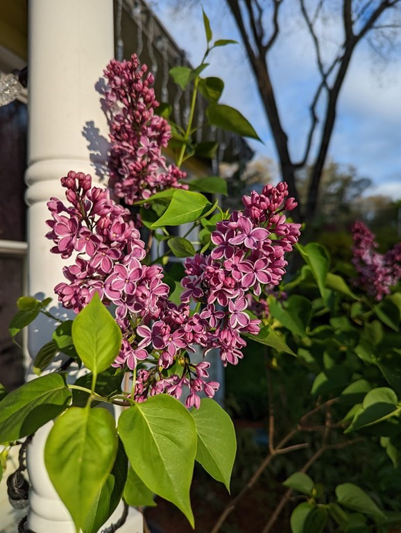 31 MacArthur Road Natick, MA 01760 - Photo 30 of 34