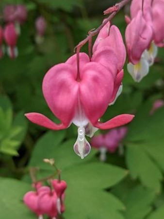 31 MacArthur Road Natick, MA 01760 - Photo 31 of 34