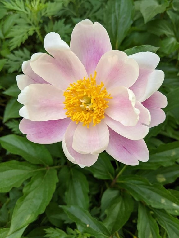 31 MacArthur Road Natick, MA 01760 - Photo 32 of 34