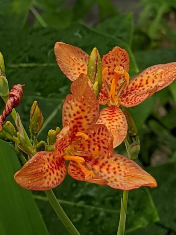 31 MacArthur Road Natick, MA 01760 - Photo 34 of 34