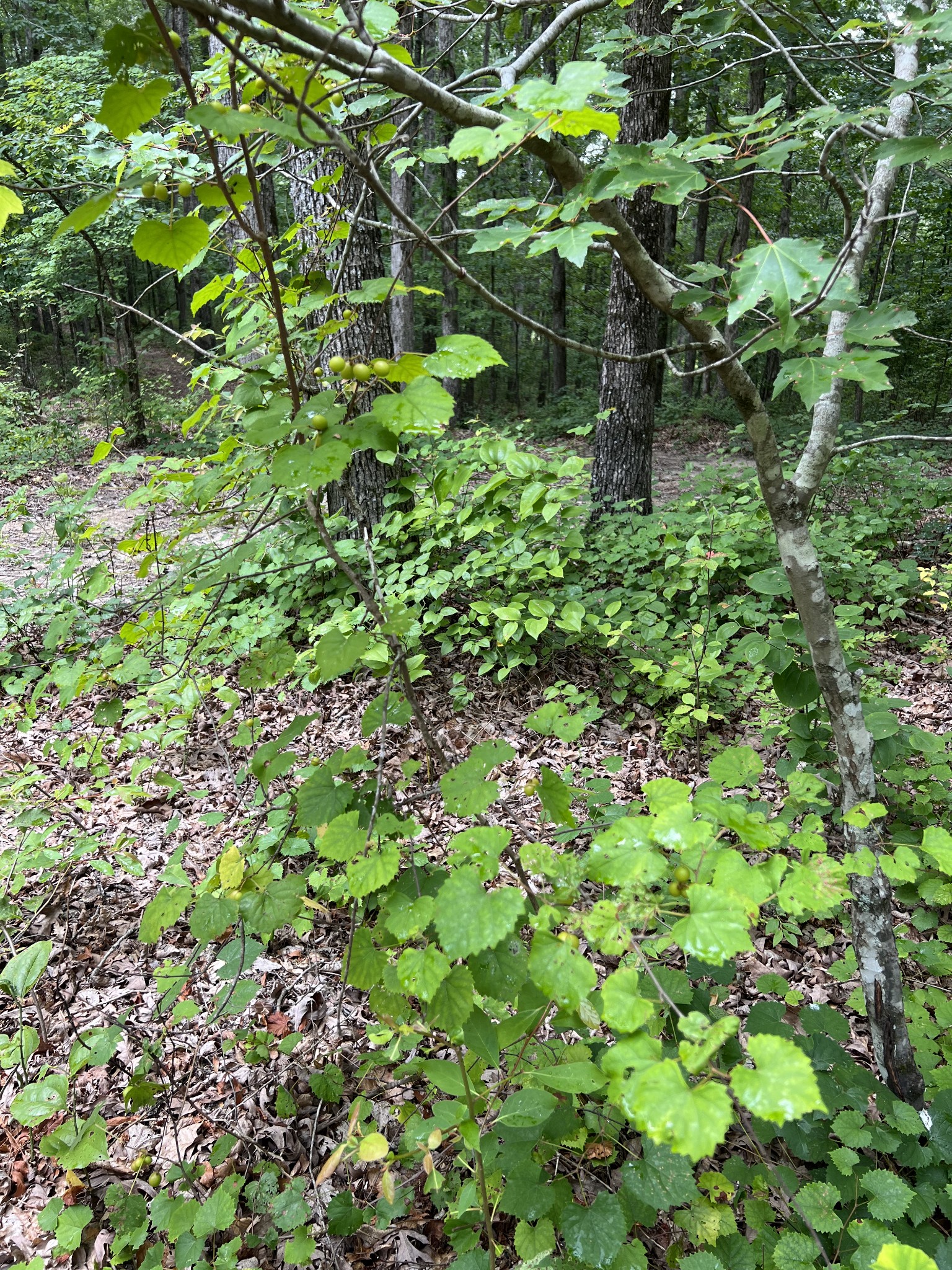 0 Dodd Hollow Road Nunnelly, TN 37137 - Photo 14 of 27 Gallery Image 14
