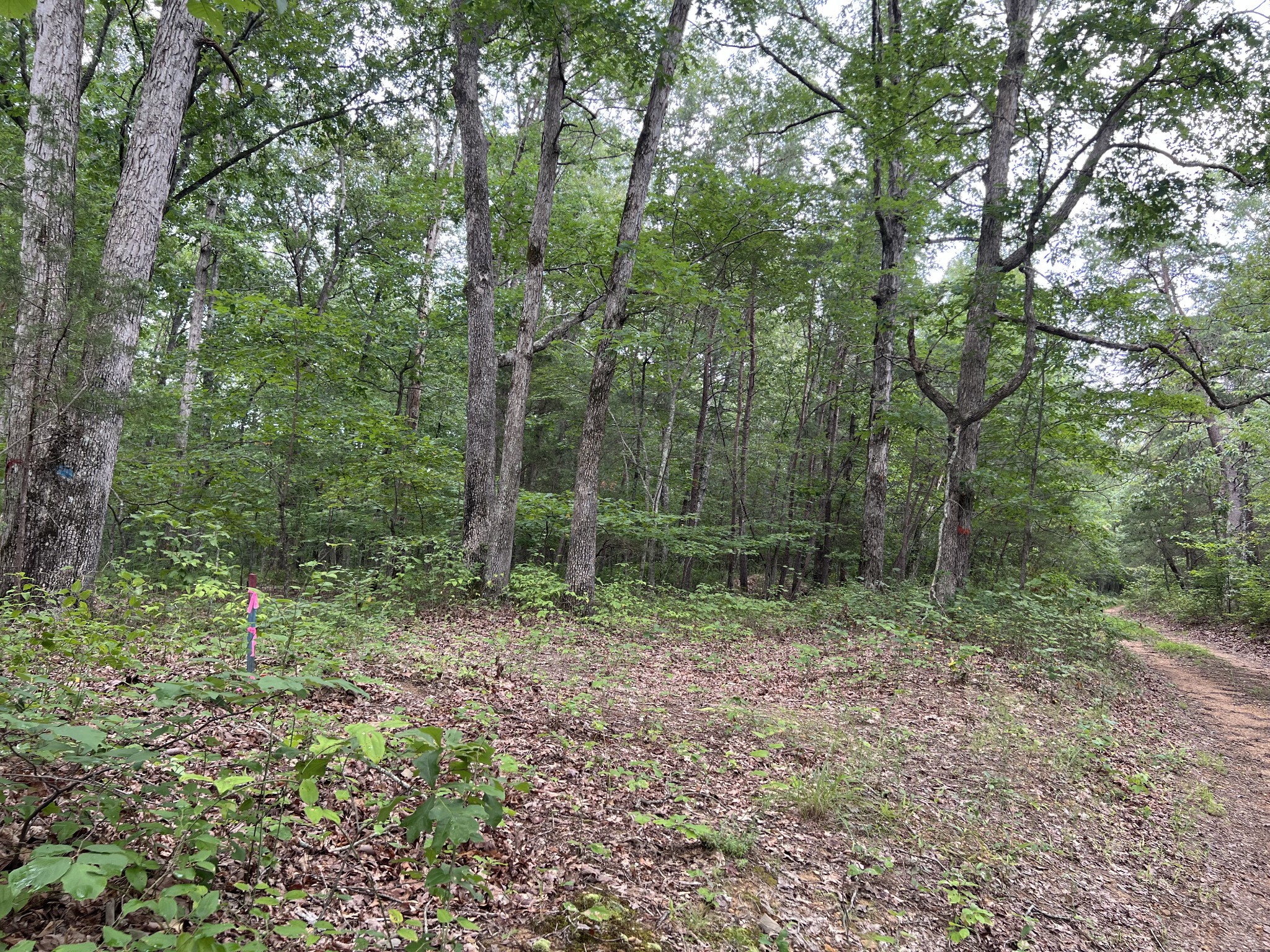 0 Dodd Hollow Road Nunnelly, TN 37137 - Photo 21 of 27 Gallery Image 21