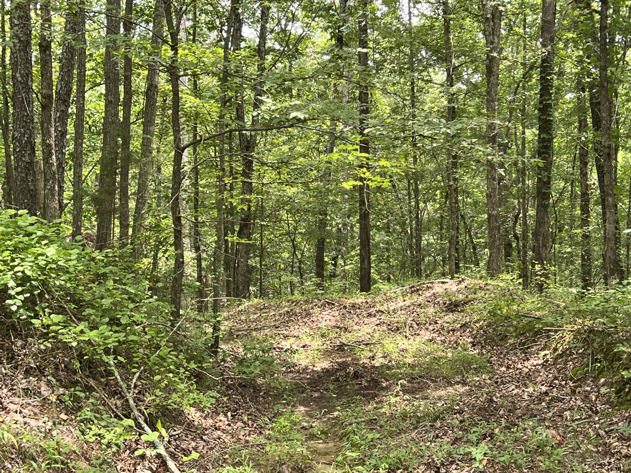 0 Dodd Hollow Road Nunnelly, TN 37137 - Photo 22 of 27 Gallery Image 22