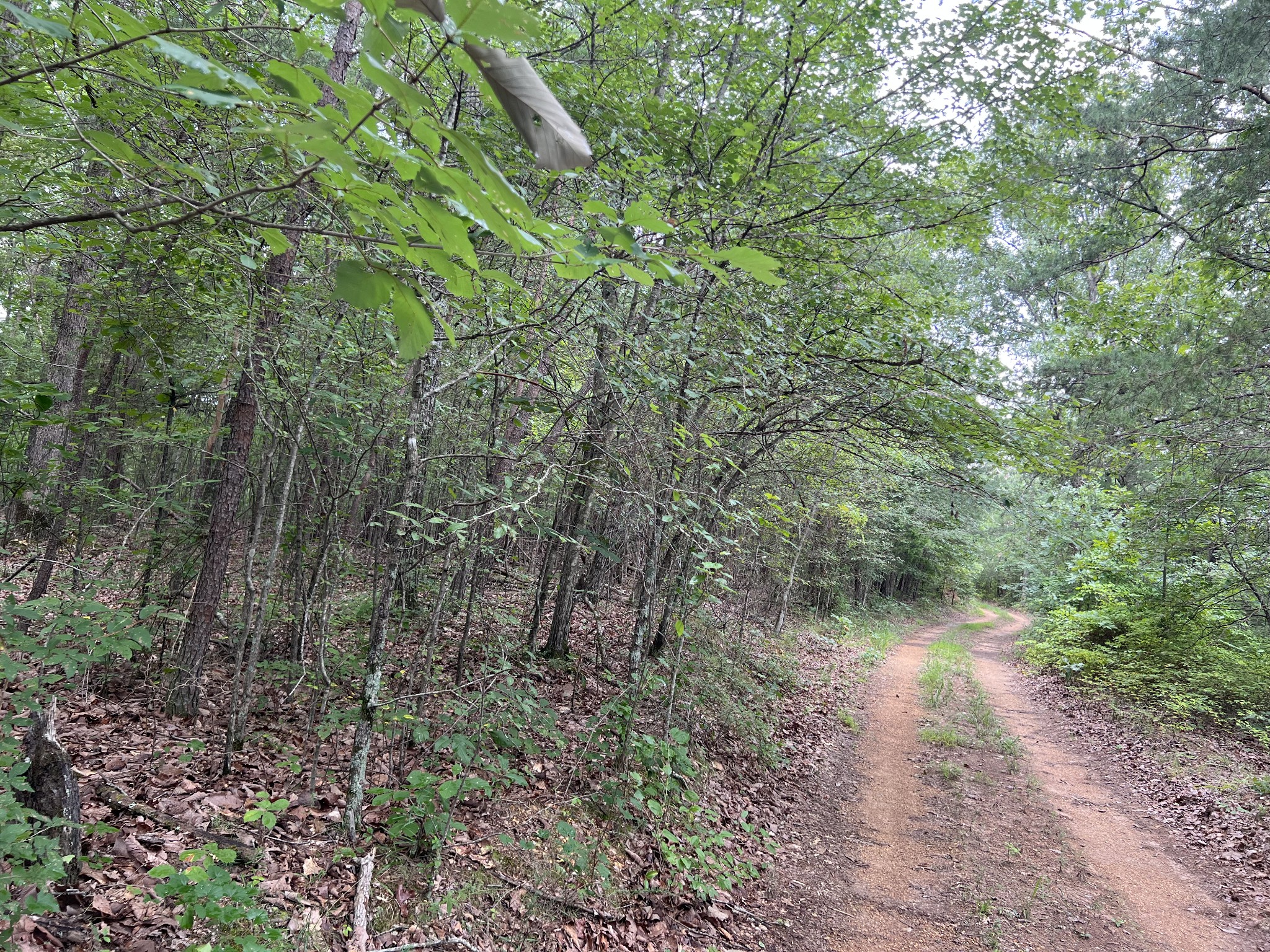 0 Dodd Hollow Road Nunnelly, TN 37137 - Photo 23 of 27 Gallery Image 23