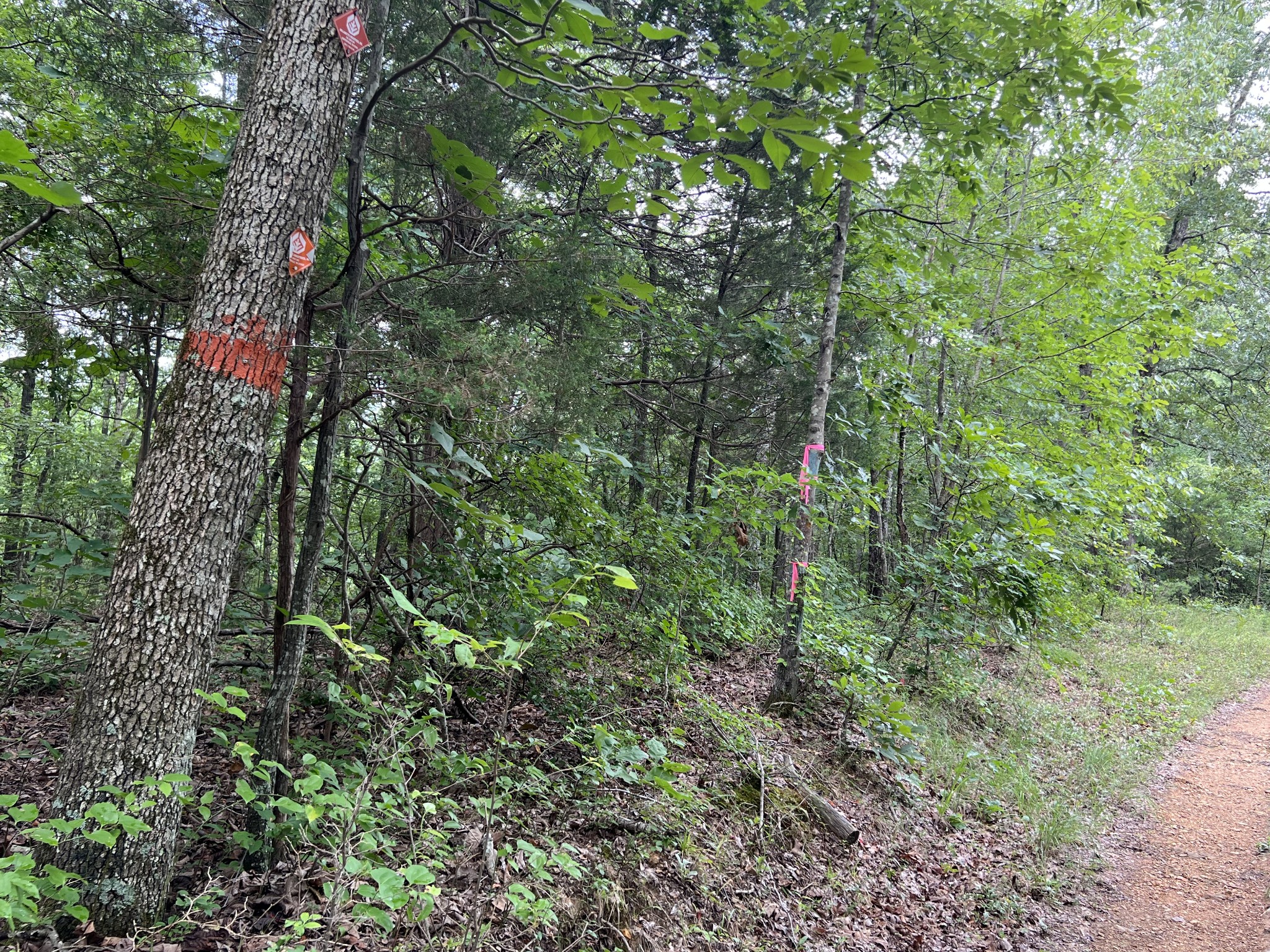 0 Dodd Hollow Road Nunnelly, TN 37137 - Photo 24 of 27 Gallery Image 24