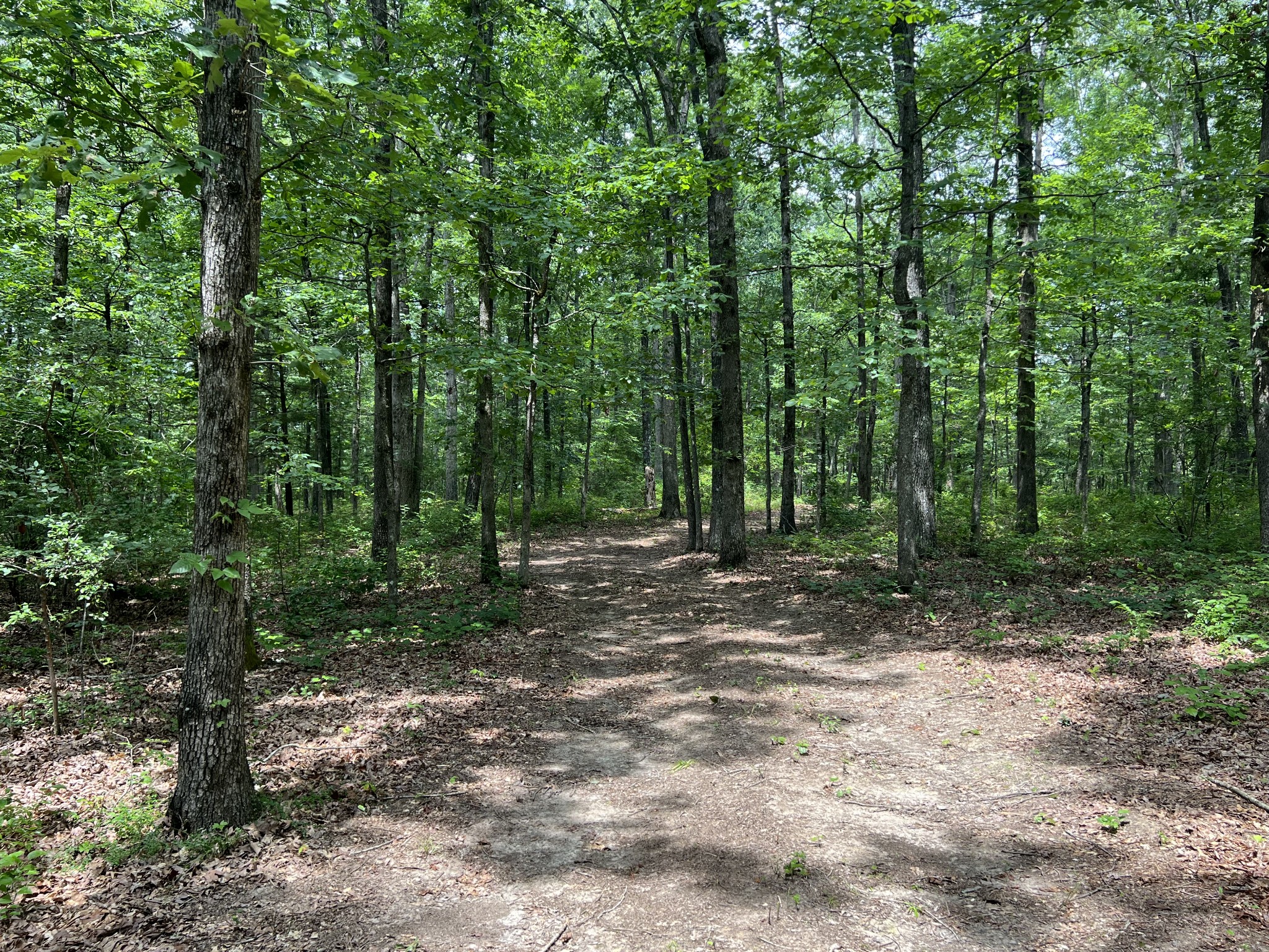 0 Dodd Hollow Road Nunnelly, TN 37137 - Photo 5 of 27 Gallery Image 5