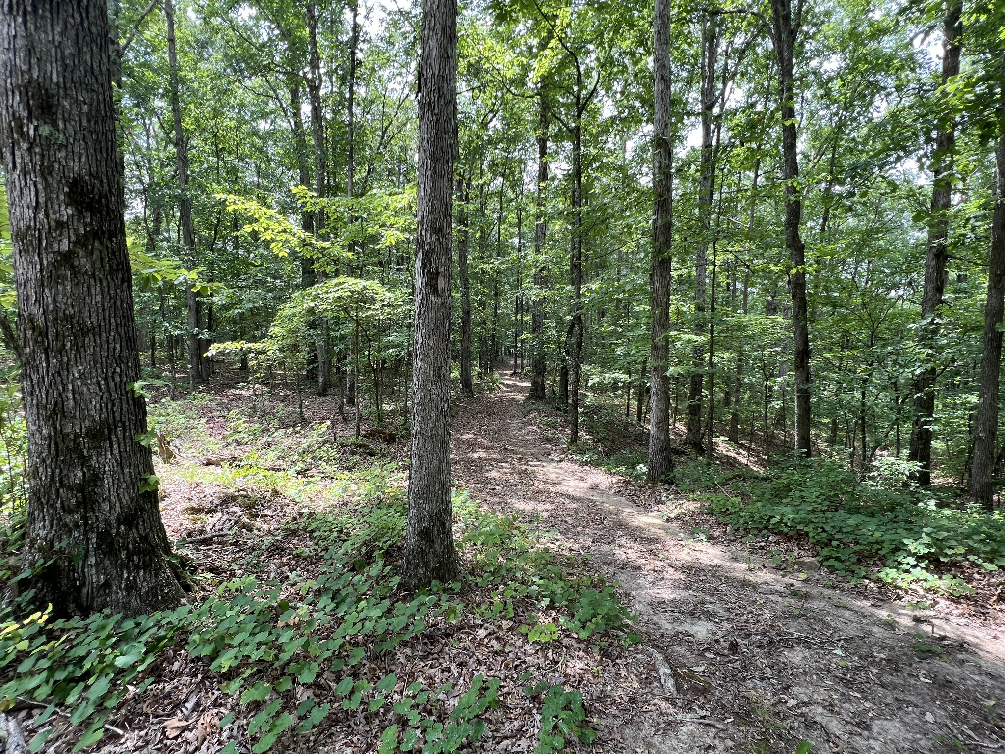 0 Dodd Hollow Road Nunnelly, TN 37137 - Photo 7 of 27 Gallery Image 7
