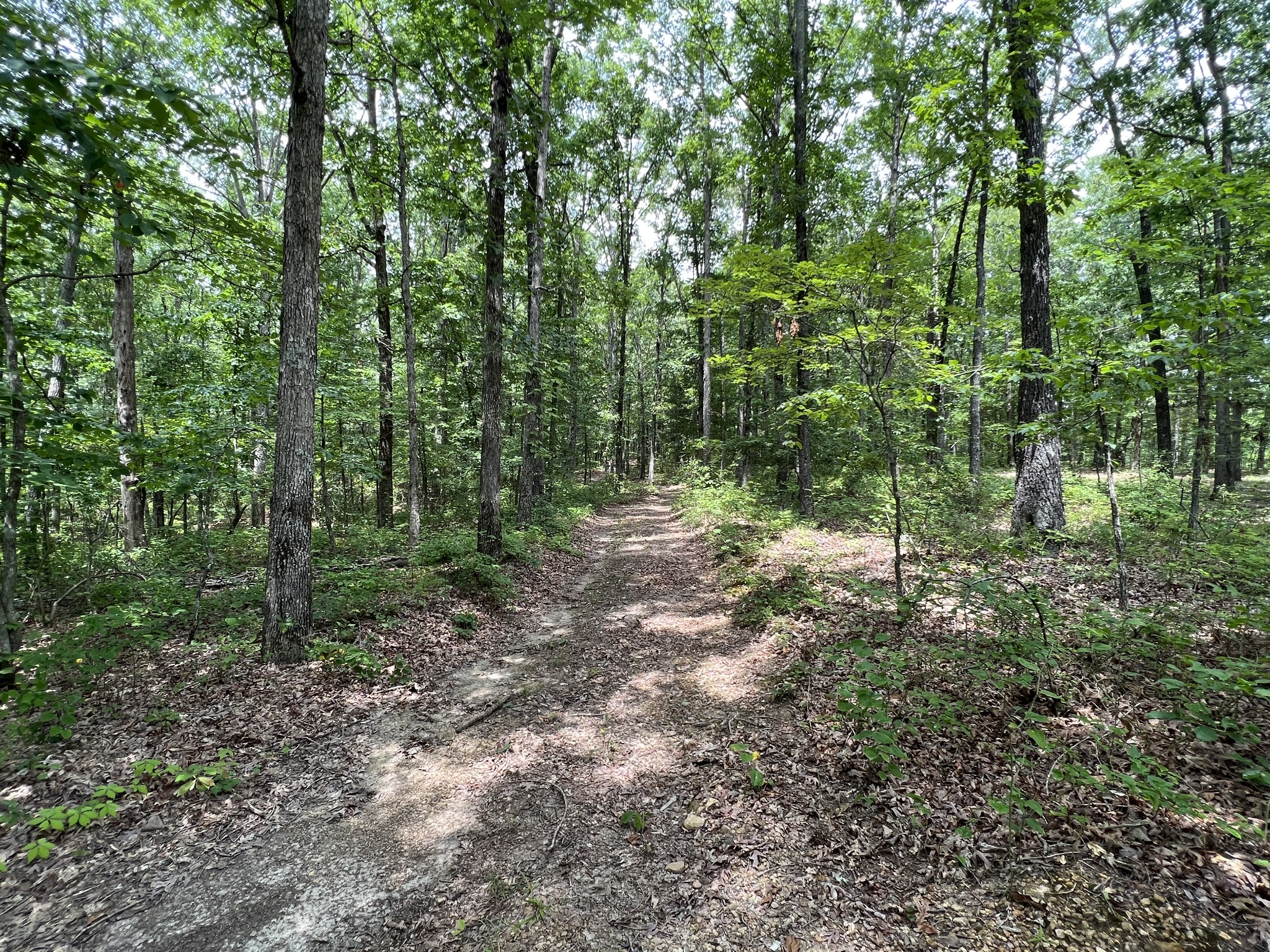 0 Dodd Hollow Road Nunnelly, TN 37137 - Photo 9 of 27 Gallery Image 9