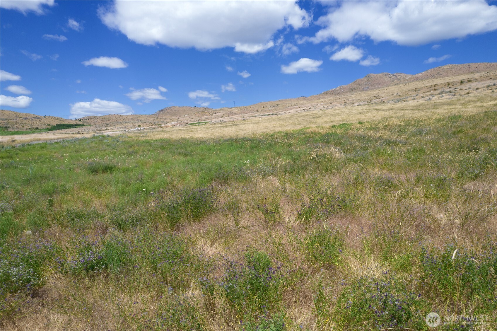 0 Bill Shaw Road Pateros, WA 98846 - Photo 5 of 32 a view of a yard with an trees