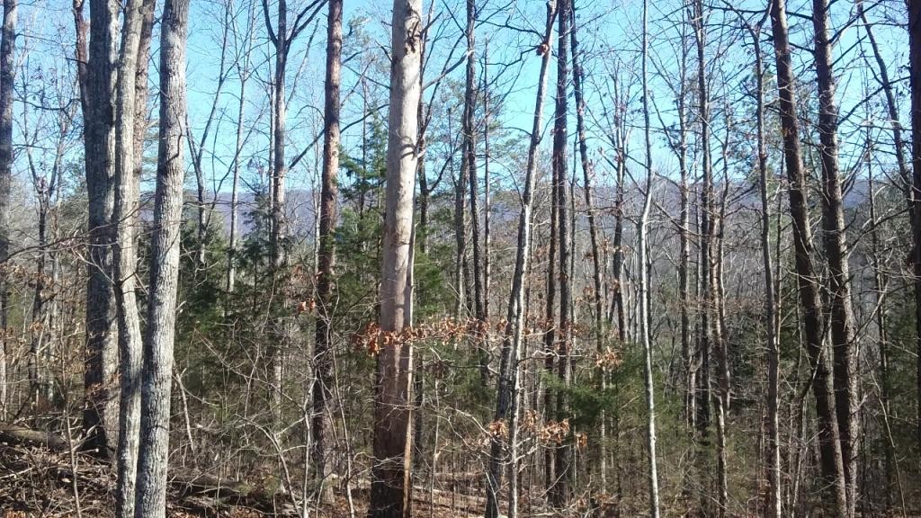 0 Gribble Road Maryville, TN 37803 - Photo 22 of 32 Gallery Image 22