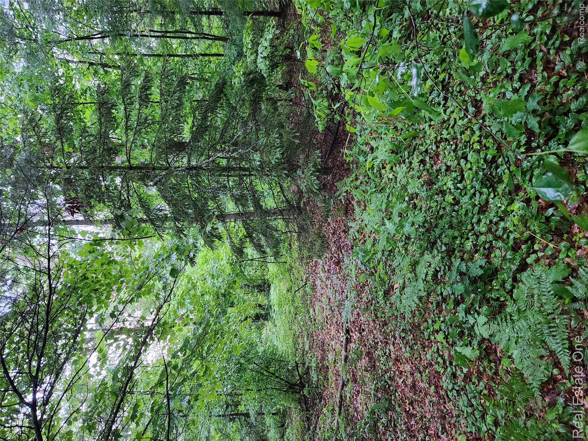 0 West Almy Road Howard City, MI 49329 - Photo 10 of 10 20240526_202119 (1).jpg