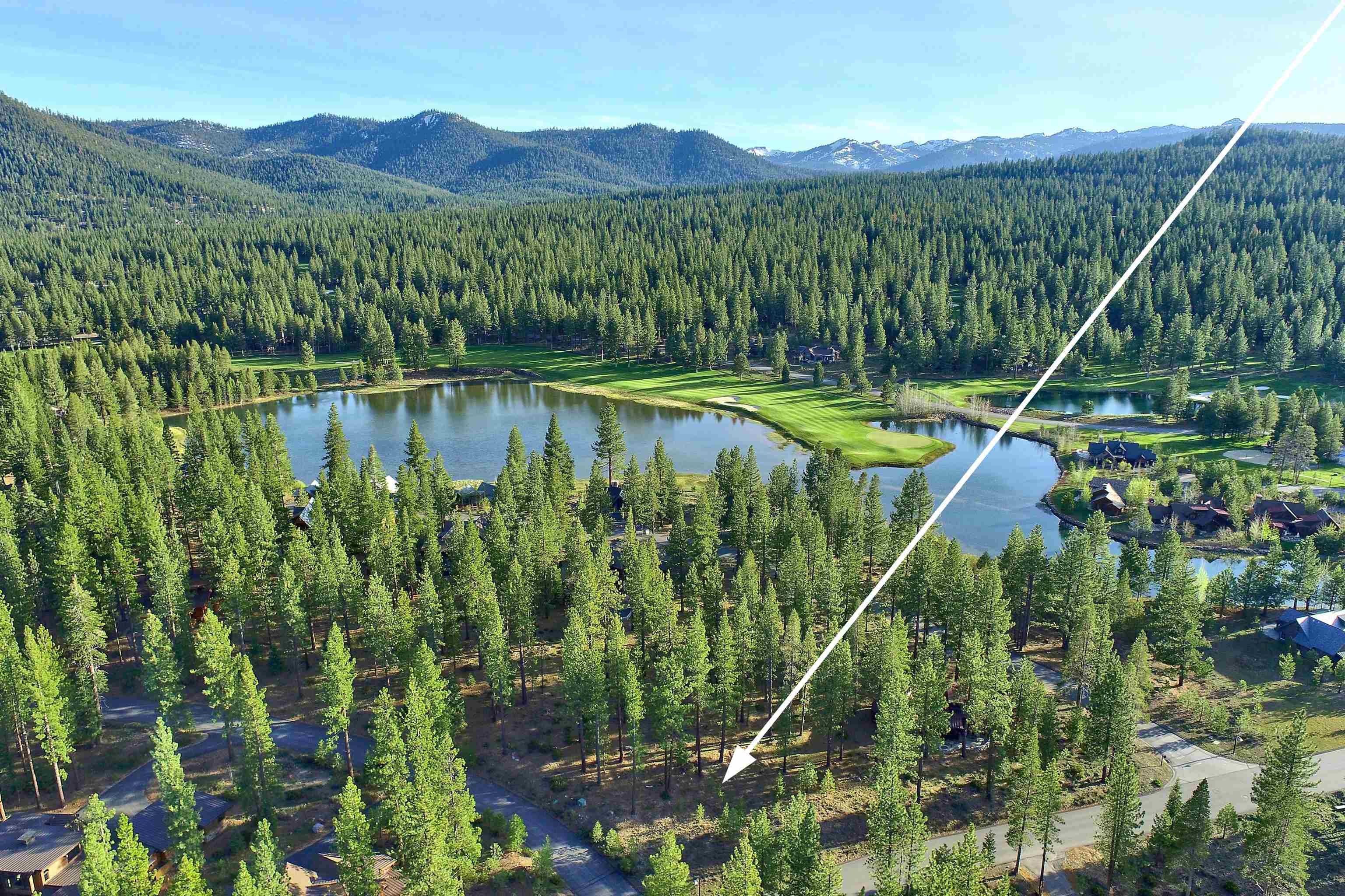 a view of a lush green forest with a mountain