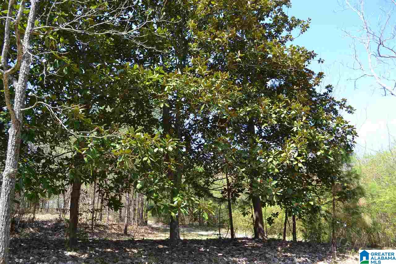 10066 Mize Road Remlap, AL 35133 - Photo 6 of 42 Gallery Image 6