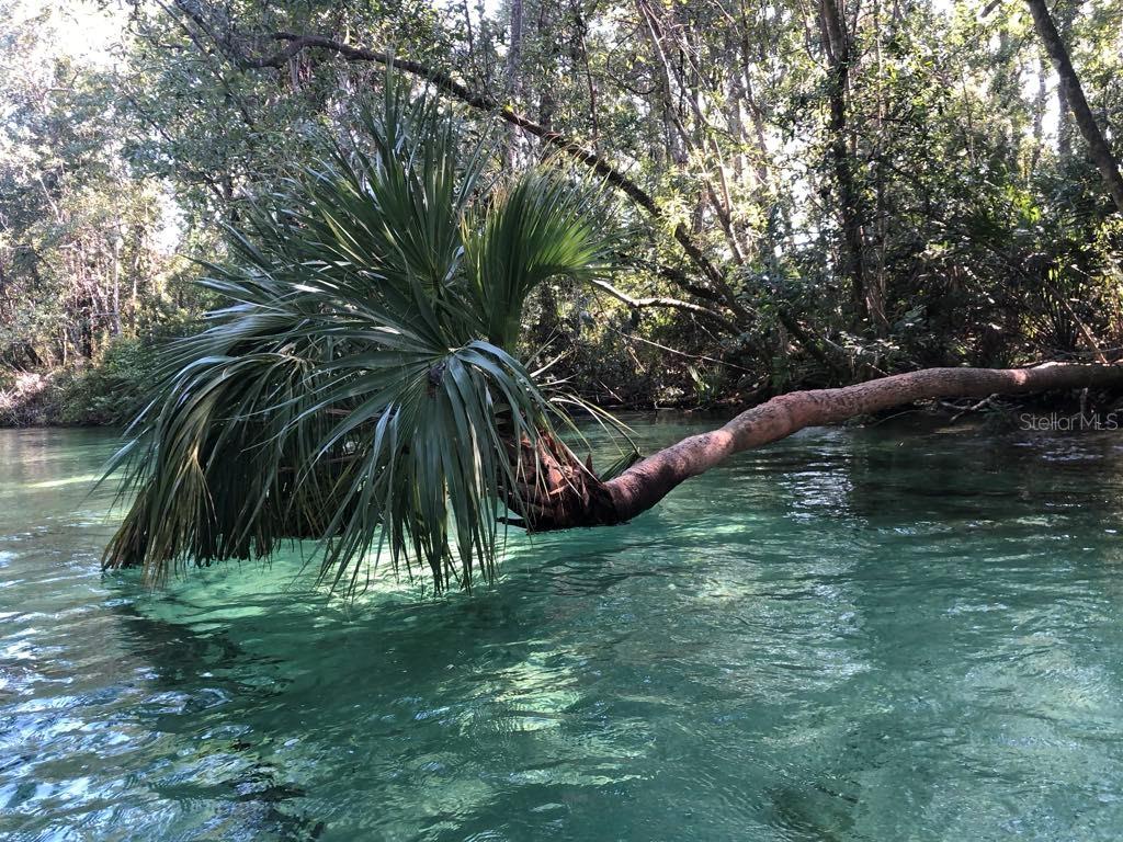 4544 Cynthia Lane Spring Hill, FL 34606 - Photo 35 of 35 a view of a yard with a tree