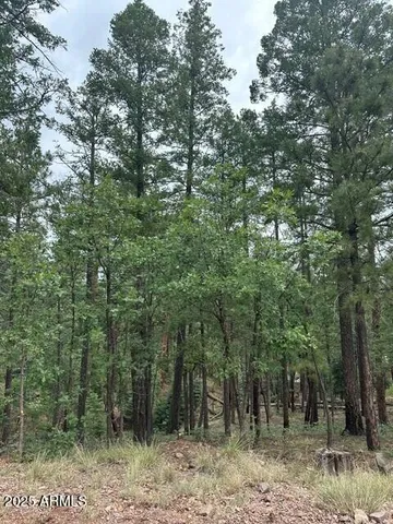 a view of a forest with trees