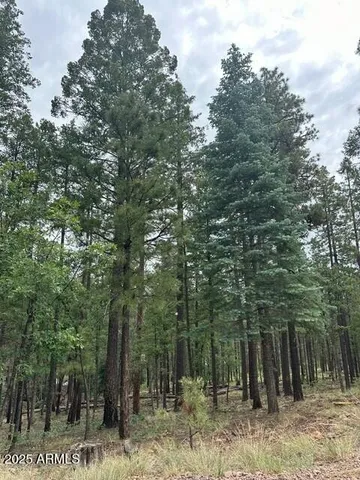 a view of a forest filled with trees