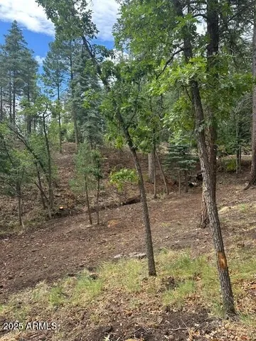 a view of a forest filled with trees