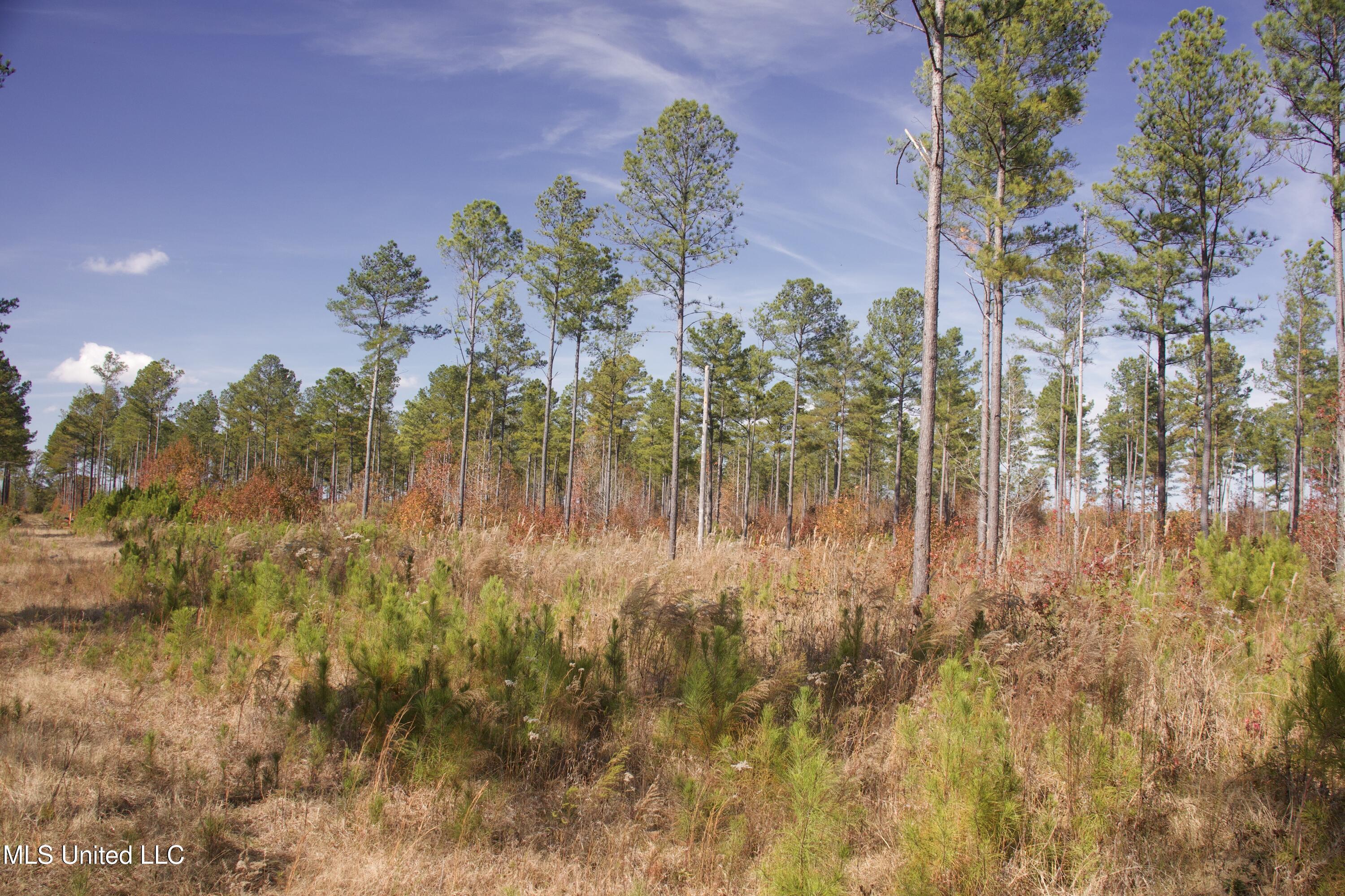 115 Off Creek Carrollton, MS 38917 - Photo 11 of 20 IMG_0653