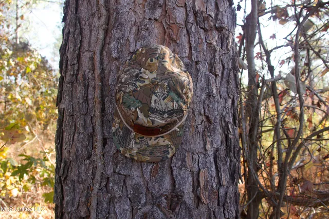 $200,000 | 115 Off Creek, Carrollton, MS 38917