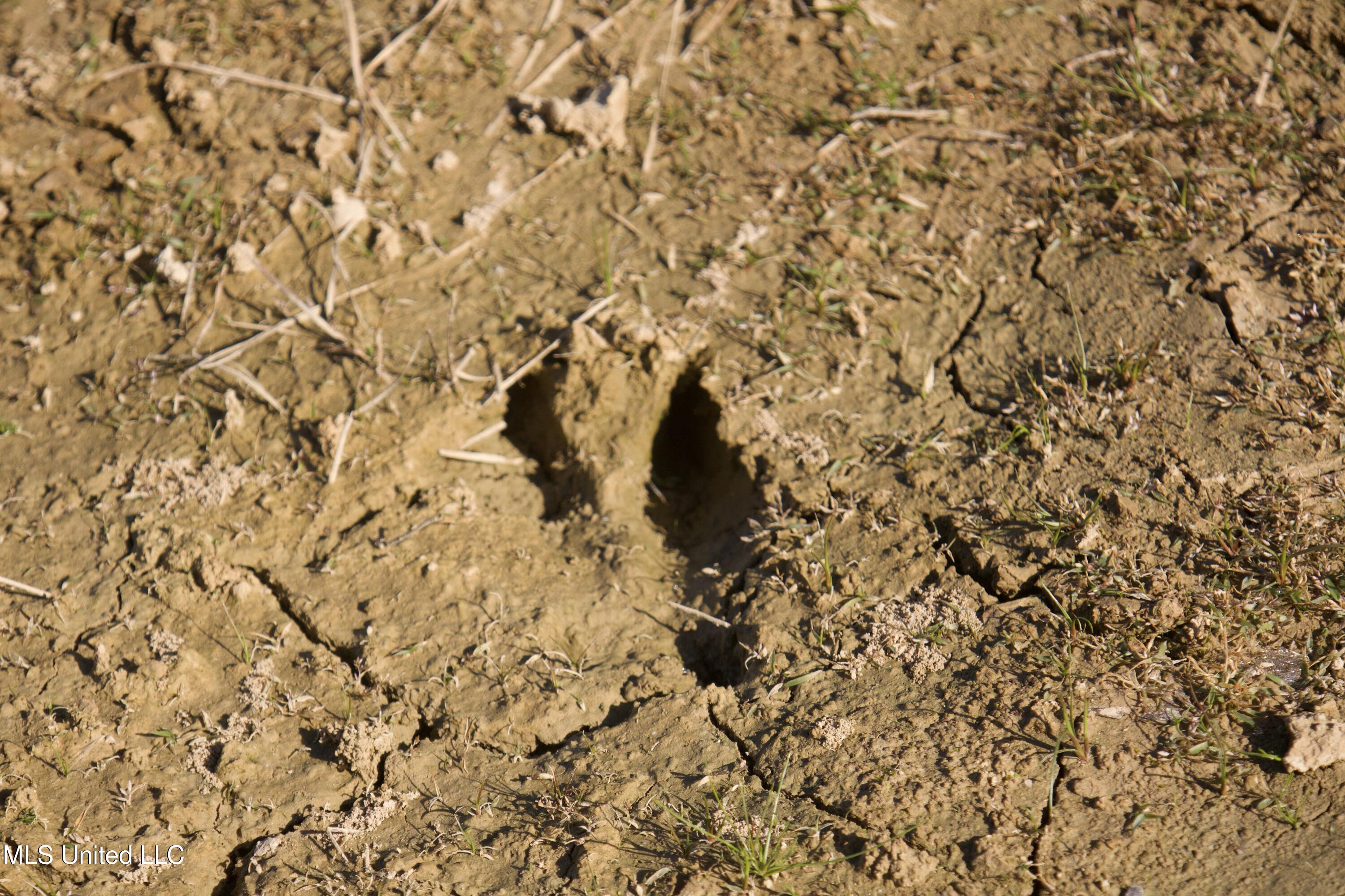 115 Off Creek Carrollton, MS 38917 - Photo 5 of 20 IMG_0631