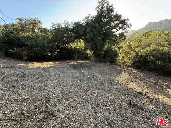 a view of a yard with a tree