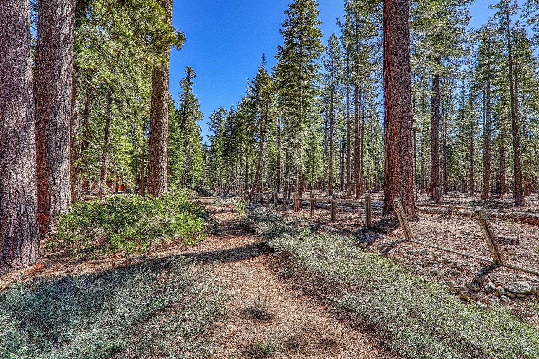 7294 3rd Avenue Tahoma, CA 96142 - Photo 21 of 23 a view of a forest filled with trees