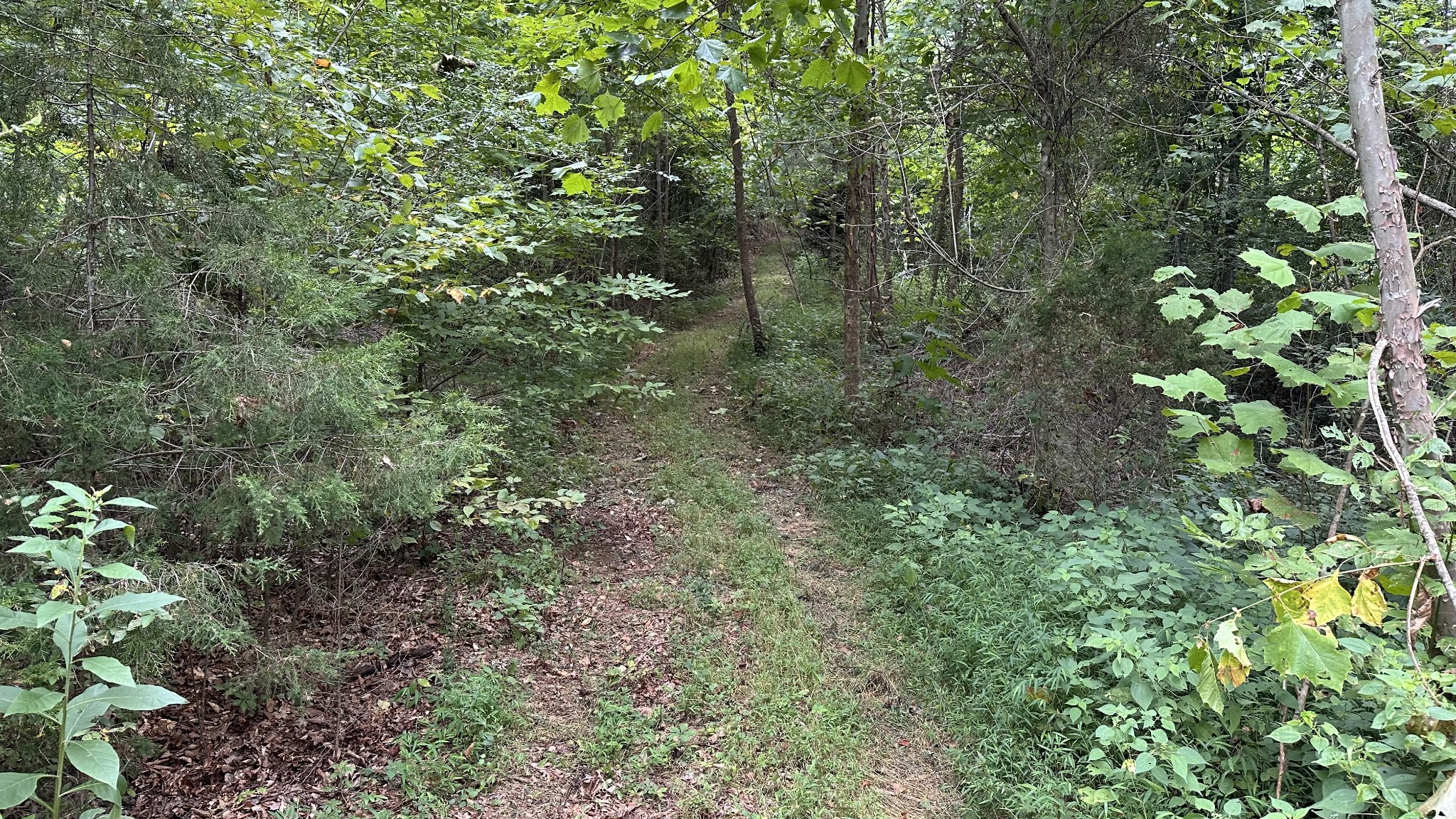 0 High Rise Drive Lyles, TN 37098 - Photo 16 of 19 a view of a forest with lots of trees