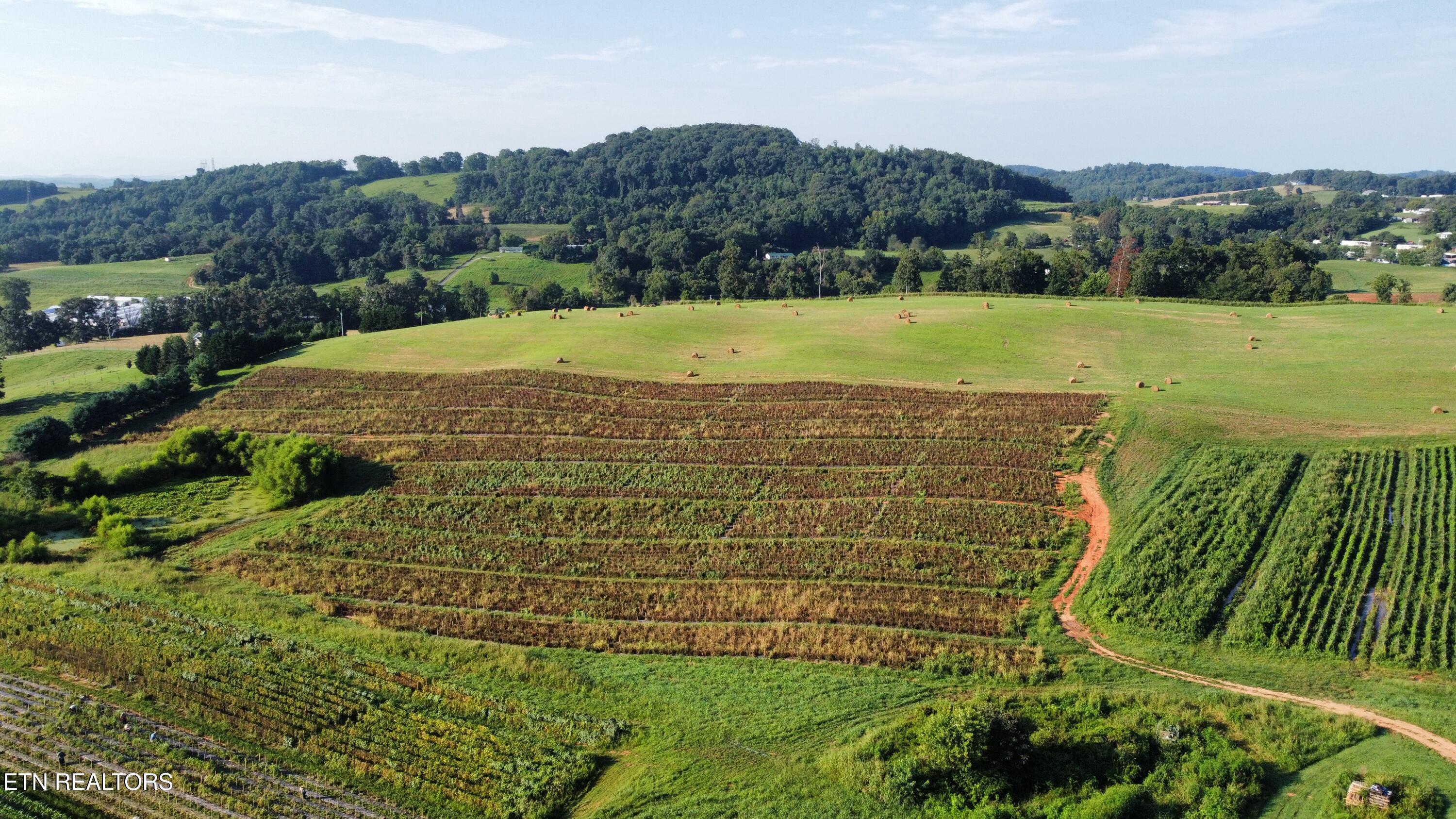 70-acres - Perrin Hill Road Rutledge, TN 37861 - Photo 20 of 20 dji_fly_20250819_085202_19_1755608001335