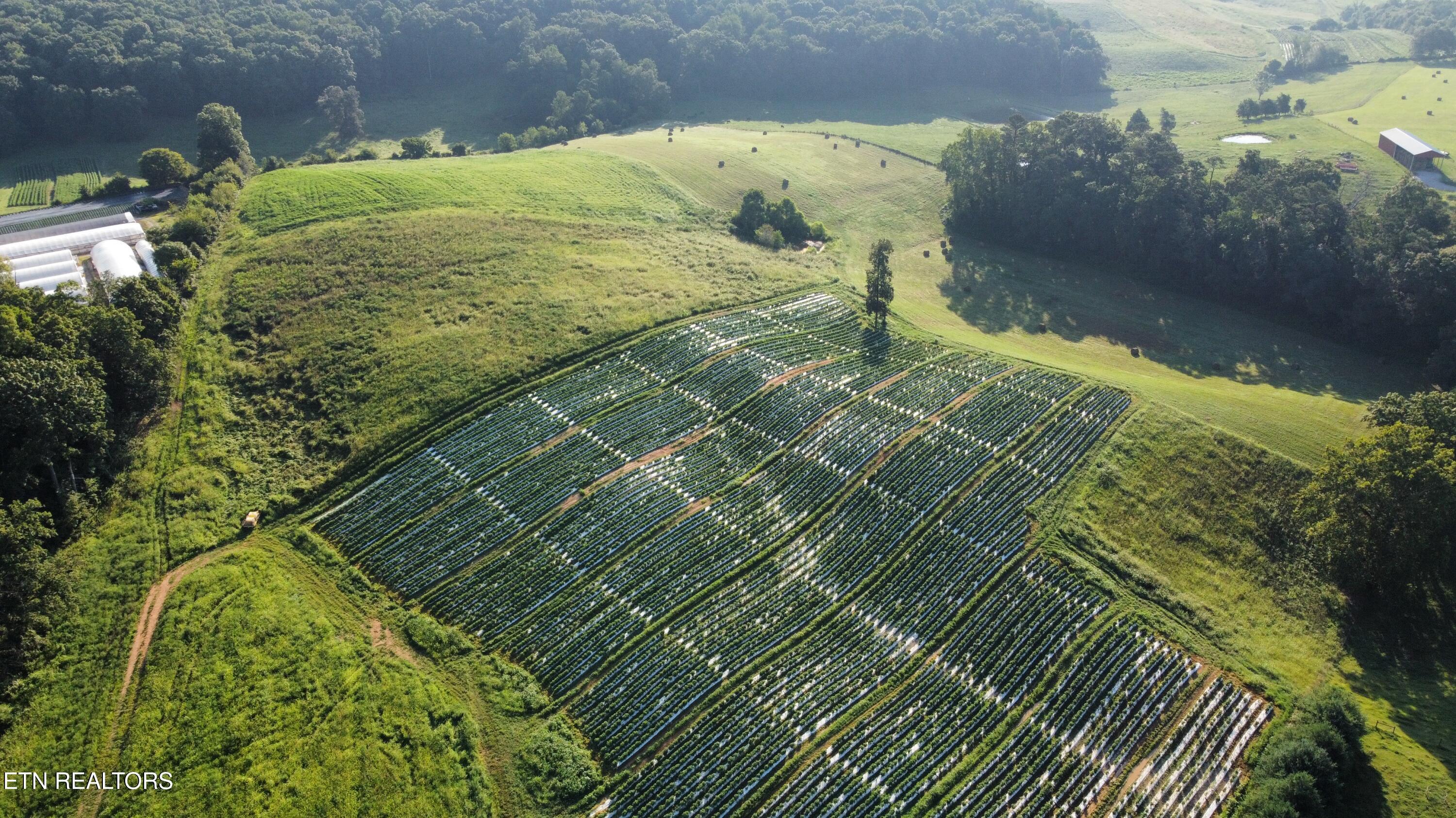 70-acres - Perrin Hill Road Rutledge, TN 37861 - Photo 10 of 20 dji_fly_20250819_084238_5_1755608069921_