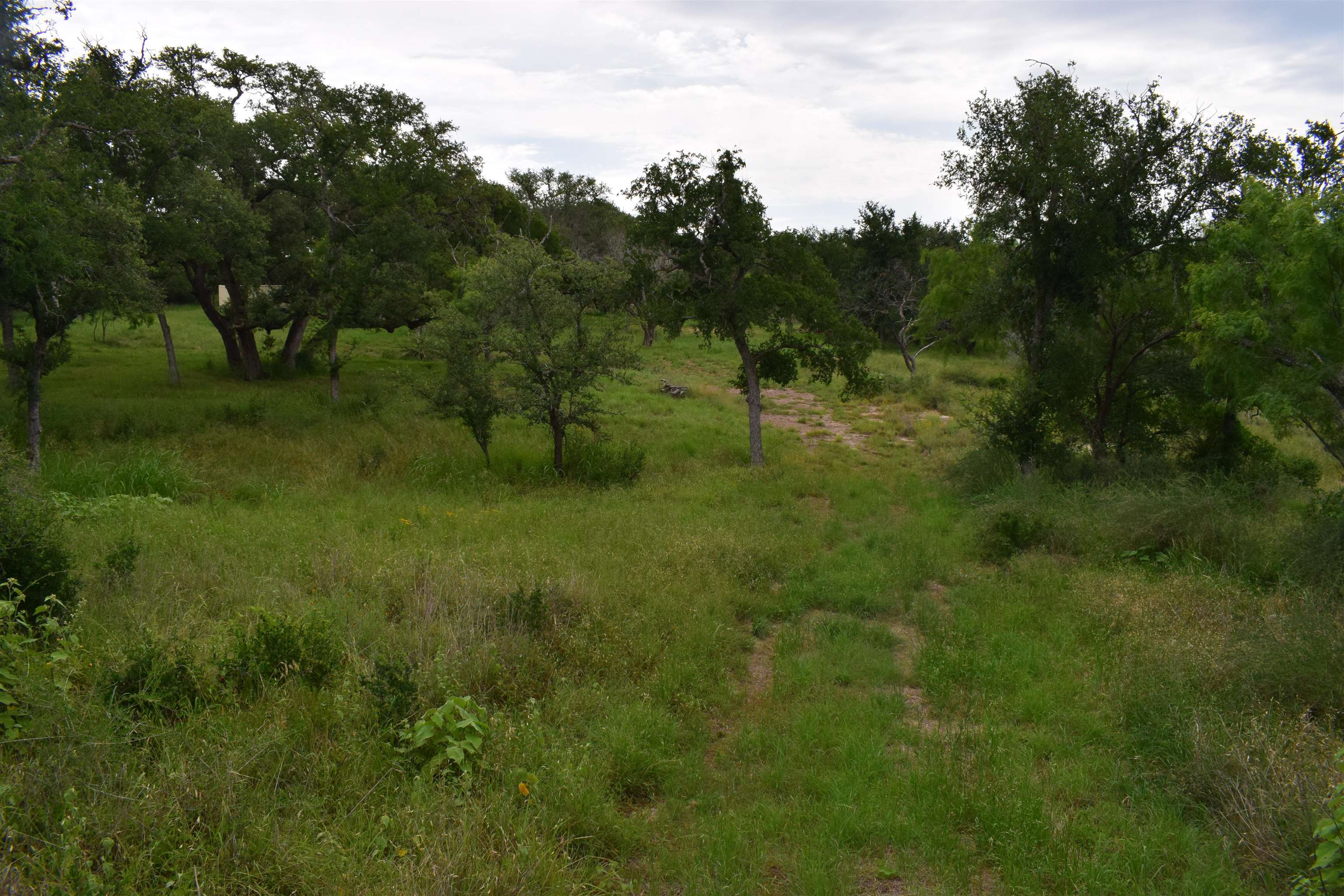 10430 Ranch Road 2341 Burnet, TX 78611 - Photo 8 of 11 a big yard with lots of green space and deers