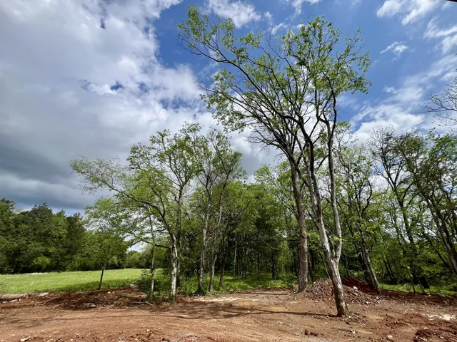 a view of a forest with a tree