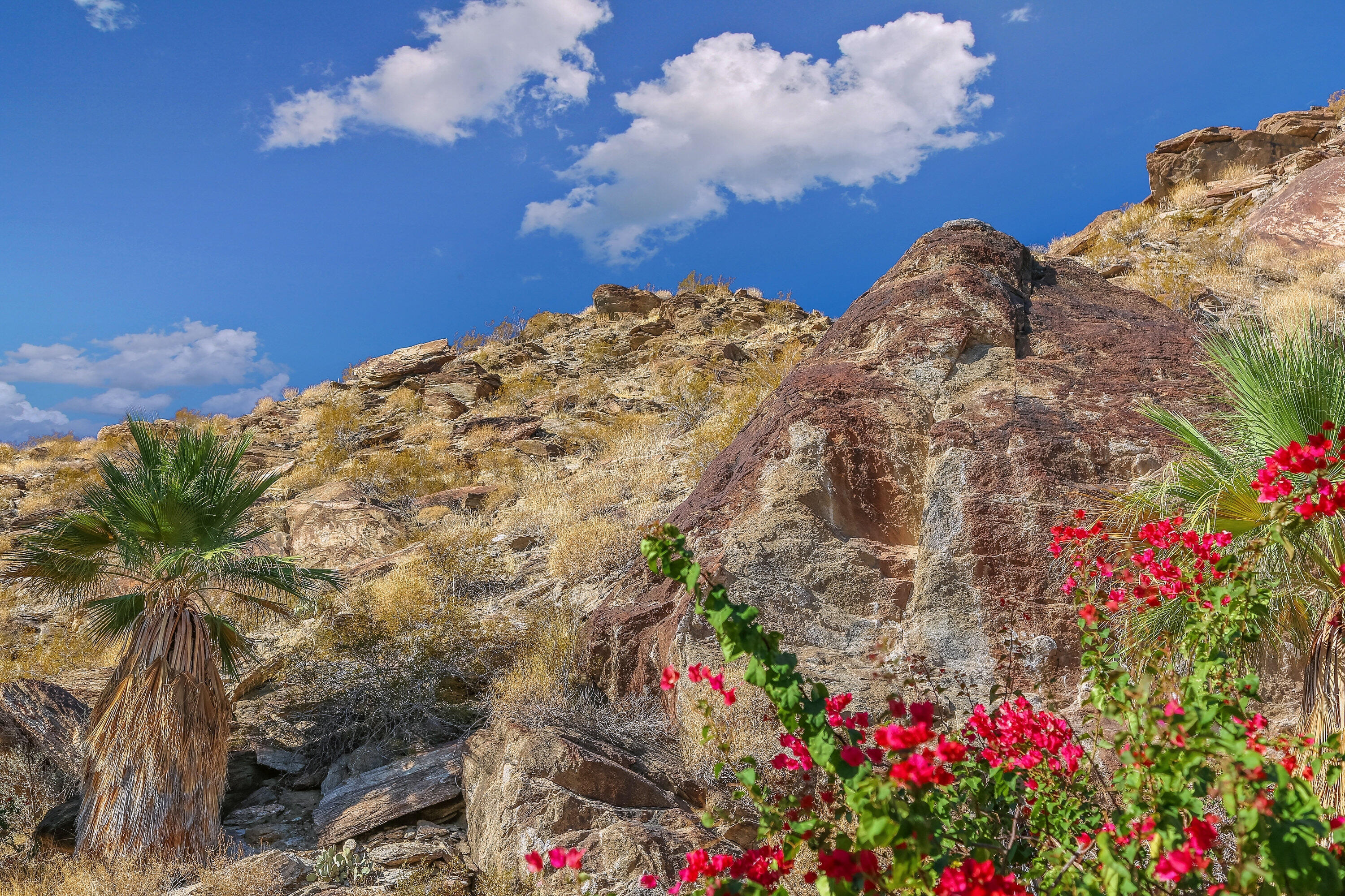 1716 Ridge Road Palm Springs, CA 92264 - Photo 20 of 37 a view of a flower in a yard
