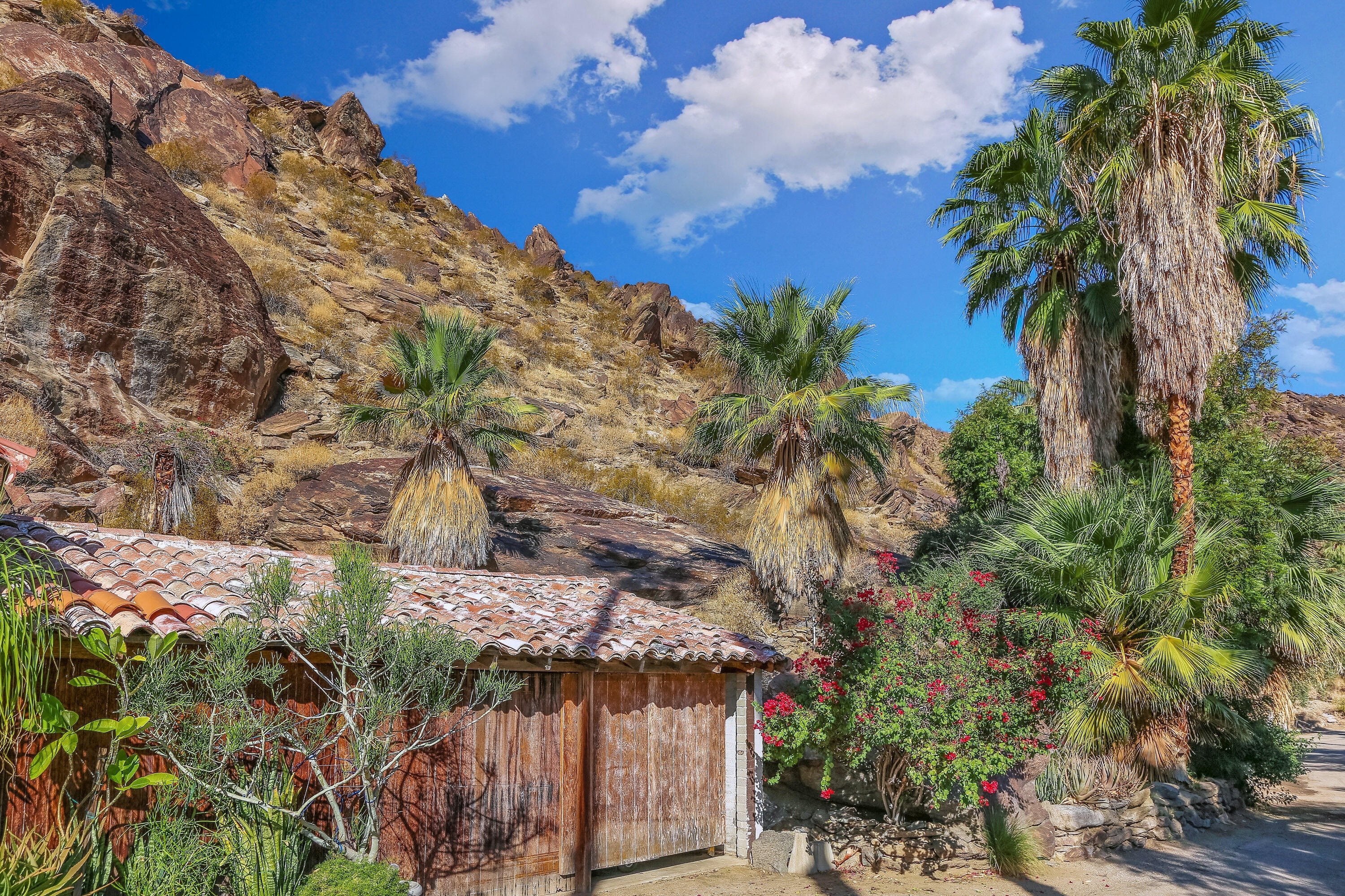 1716 Ridge Road Palm Springs, CA 92264 - Photo 23 of 37 a picture of plants