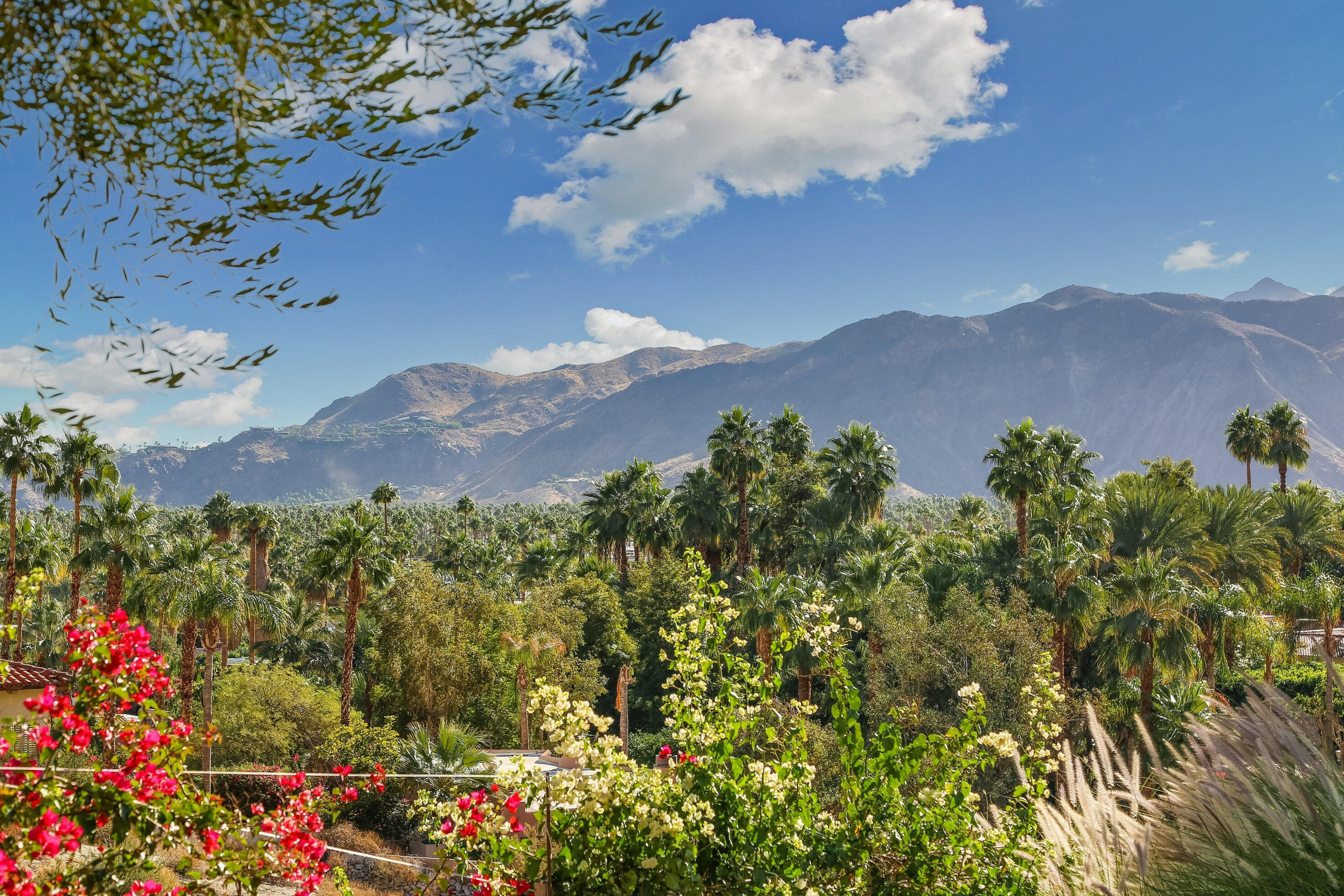 1716 Ridge Road Palm Springs, CA 92264 - Photo 24 of 37 a view of a bunch of flowers in a garden