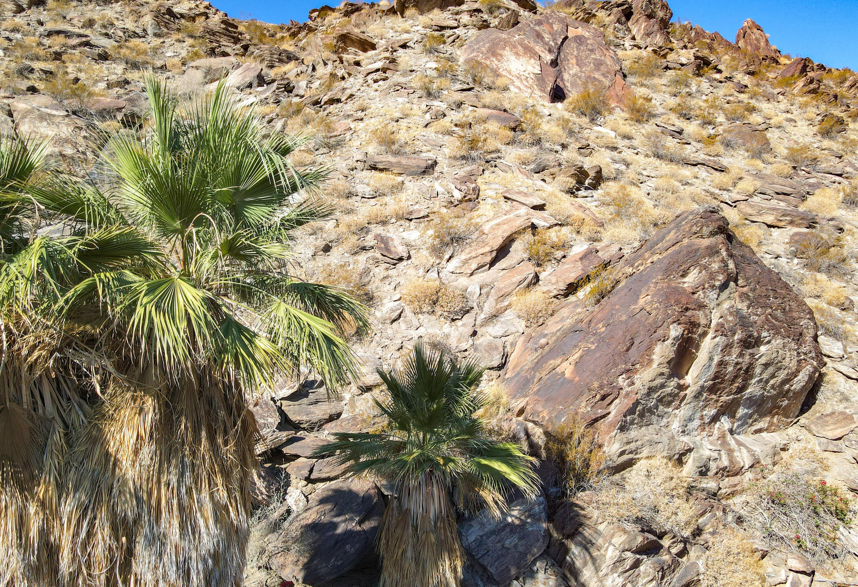 1716 Ridge Road Palm Springs, CA 92264 - Photo 27 of 37 a view of a plant with a plant