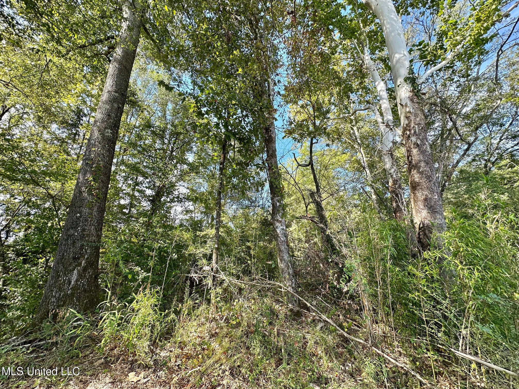 0 Highway 35 Forest, MS 39074 - Photo 11 of 28 10