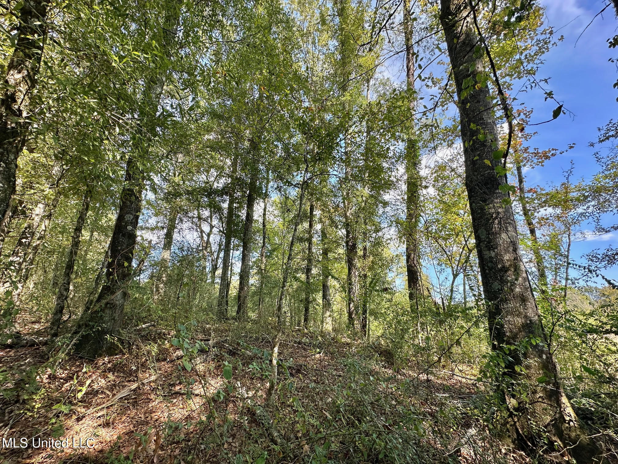 0 Highway 35 Forest, MS 39074 - Photo 16 of 28 15