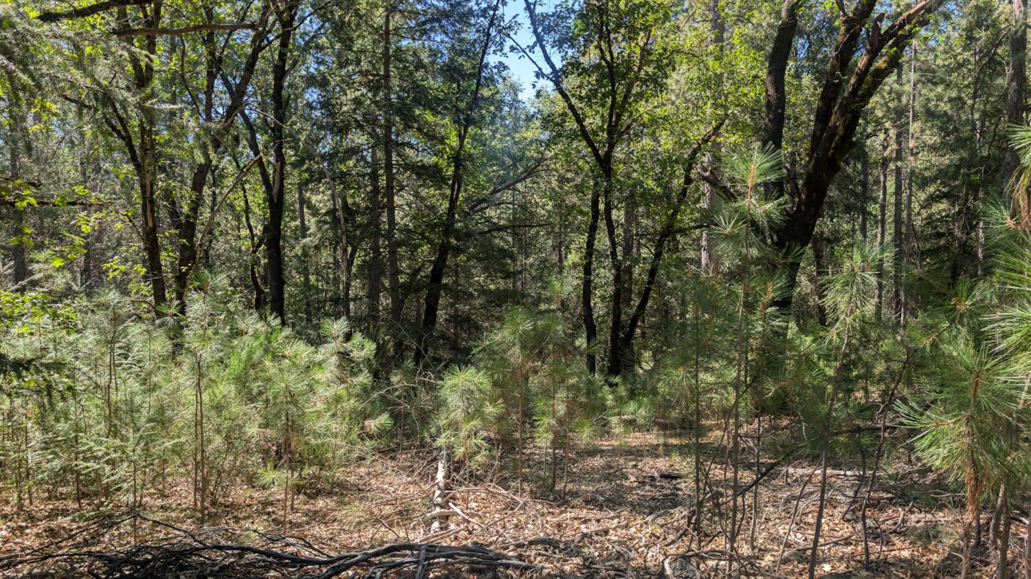 0 South Manzanita Hills Road Colfax, CA 95713 - Photo 9 of 15
