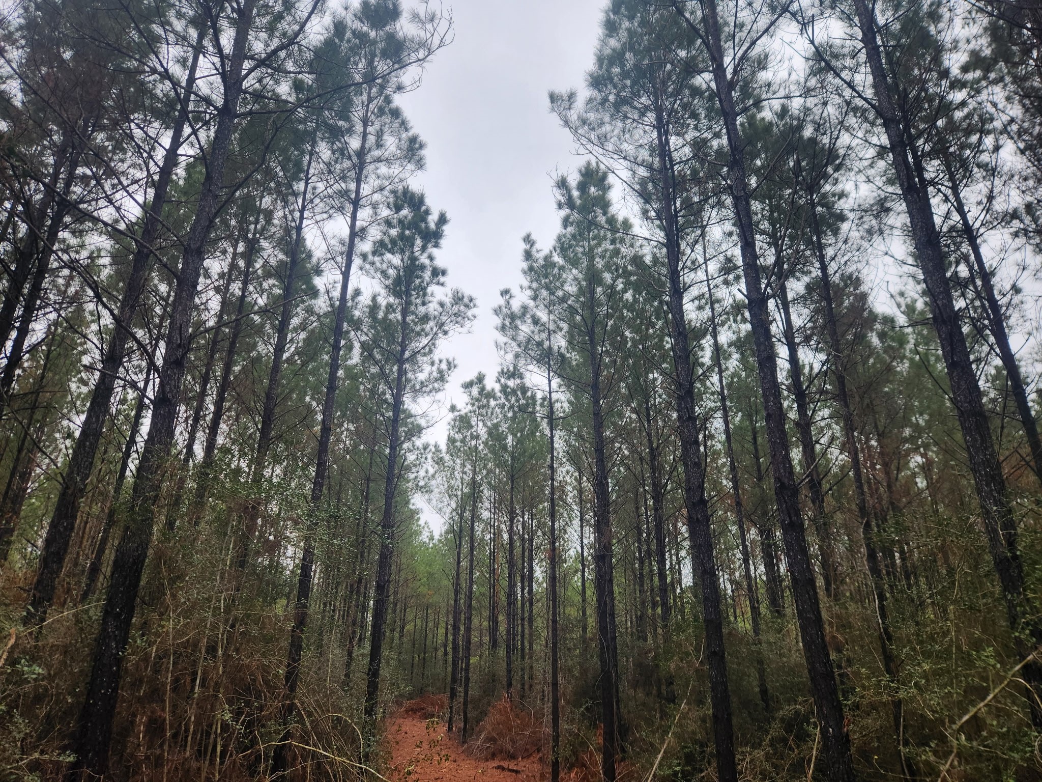 10633 Ruger Road Willis, TX 77378 - Photo 5 of 16 a view of forest