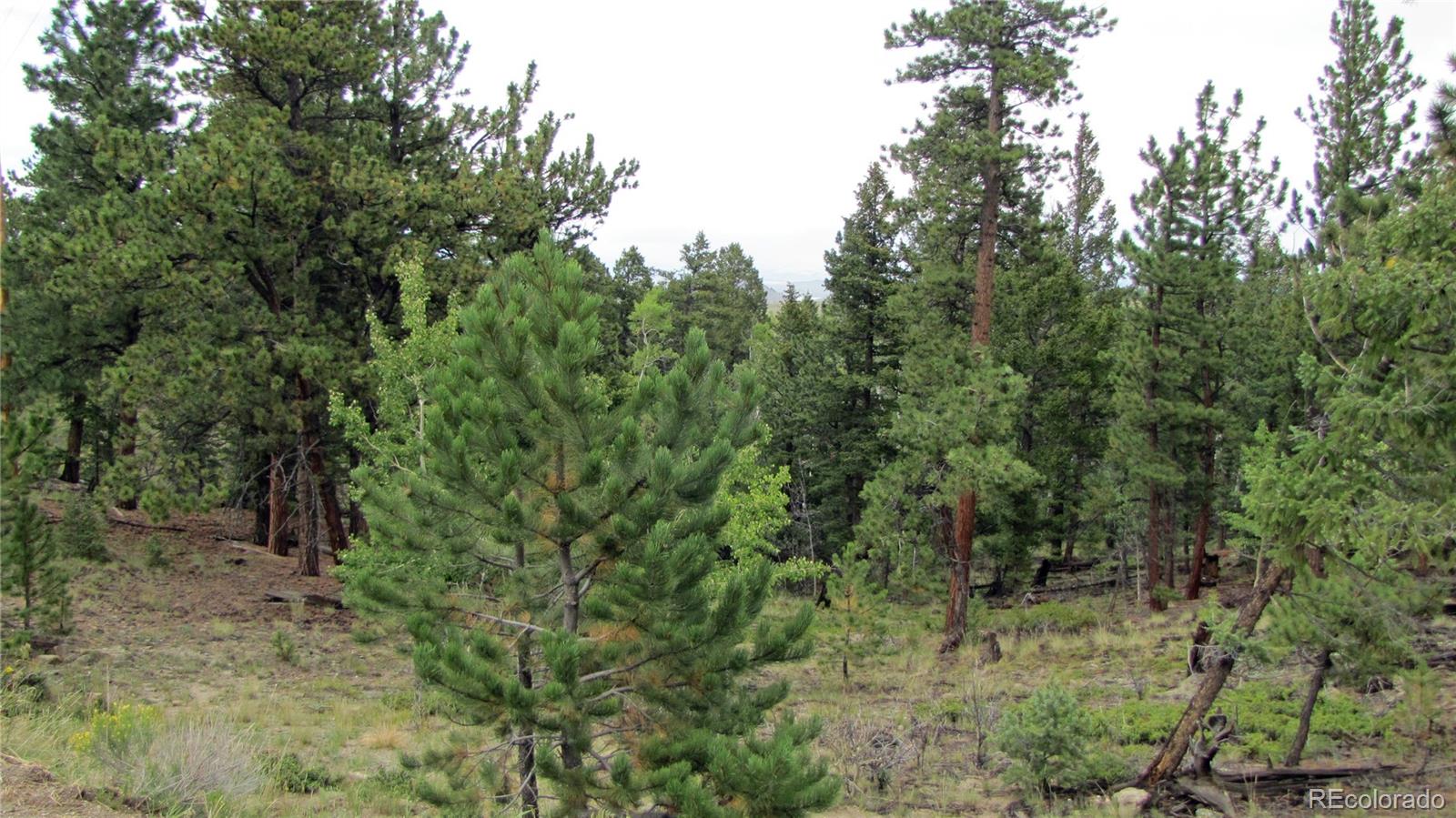1307 Bellows Road Hartsel, CO 80449 - Photo 2 of 10 a view of a forest with trees in the background