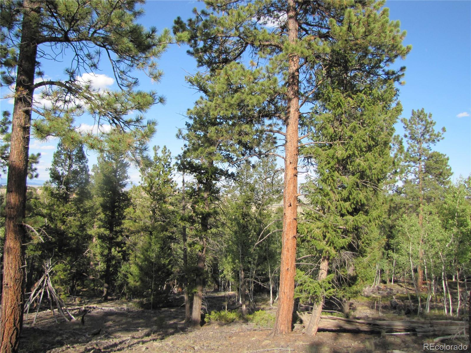 1307 Bellows Road Hartsel, CO 80449 - Photo 3 of 10 a picture of tree