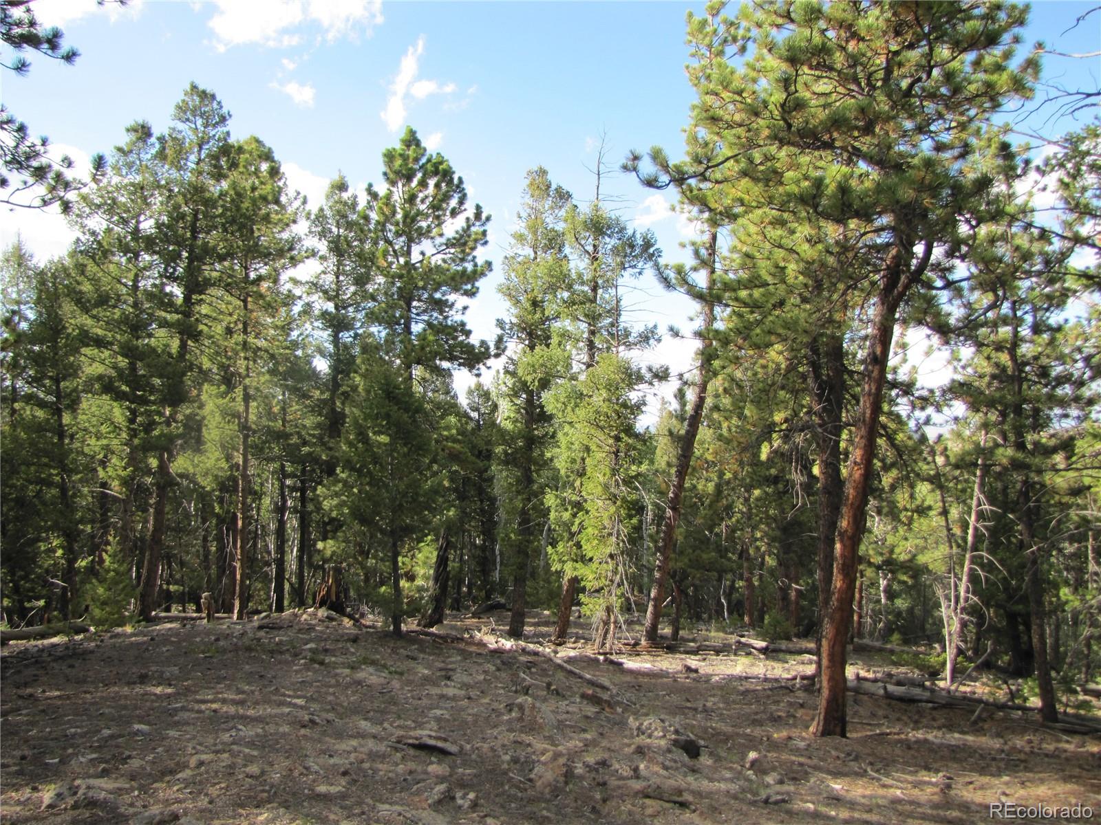 1307 Bellows Road Hartsel, CO 80449 - Photo 6 of 10 a big tree with lots of trees